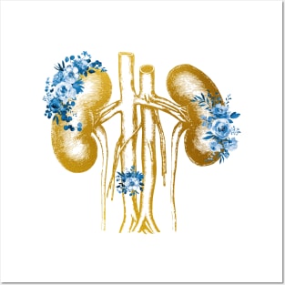 Kidneys anatomy Posters and Art